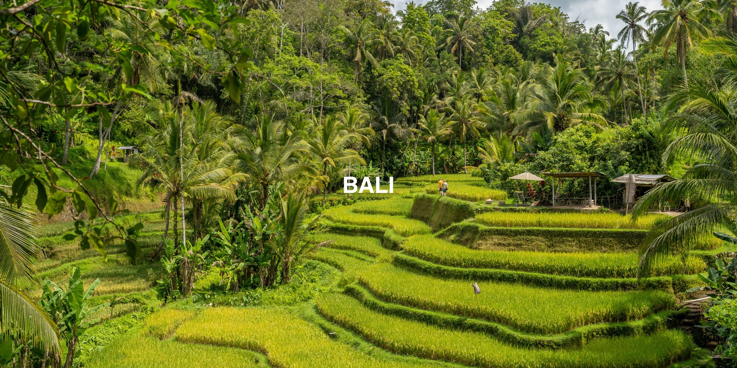 Terraced rice fields in Bali with lush greenery and palm trees.