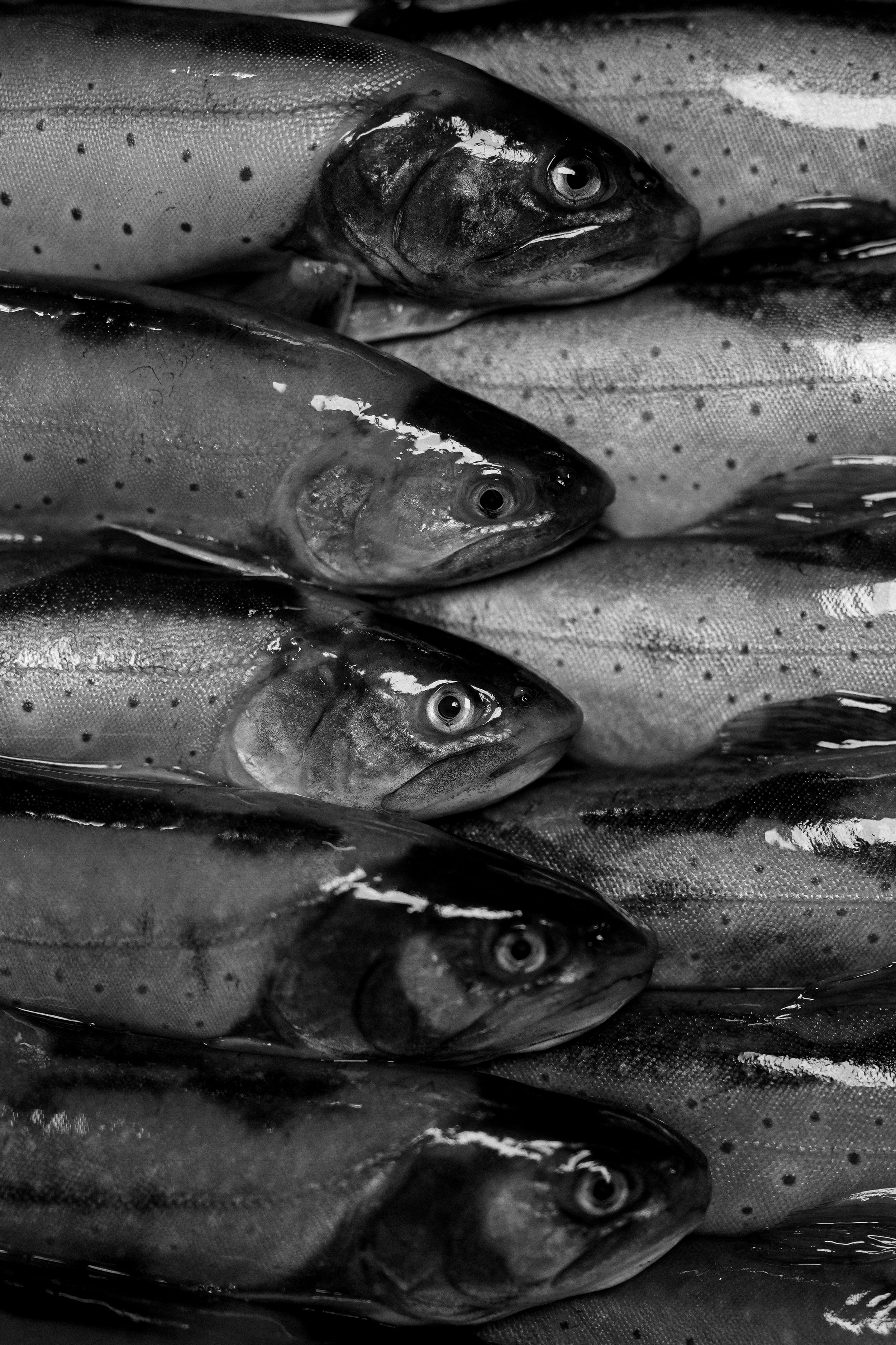 Black and white image of stacked fresh trout fish with visible scales and eyes.
