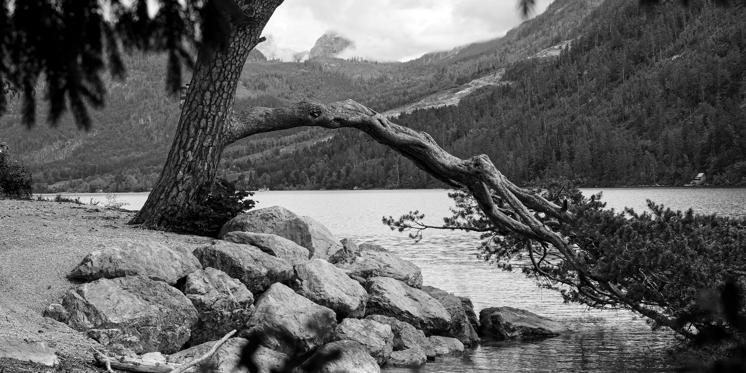 Black and white photo of a tree leaning over a rocky lakeshore with a mountainous forest background.