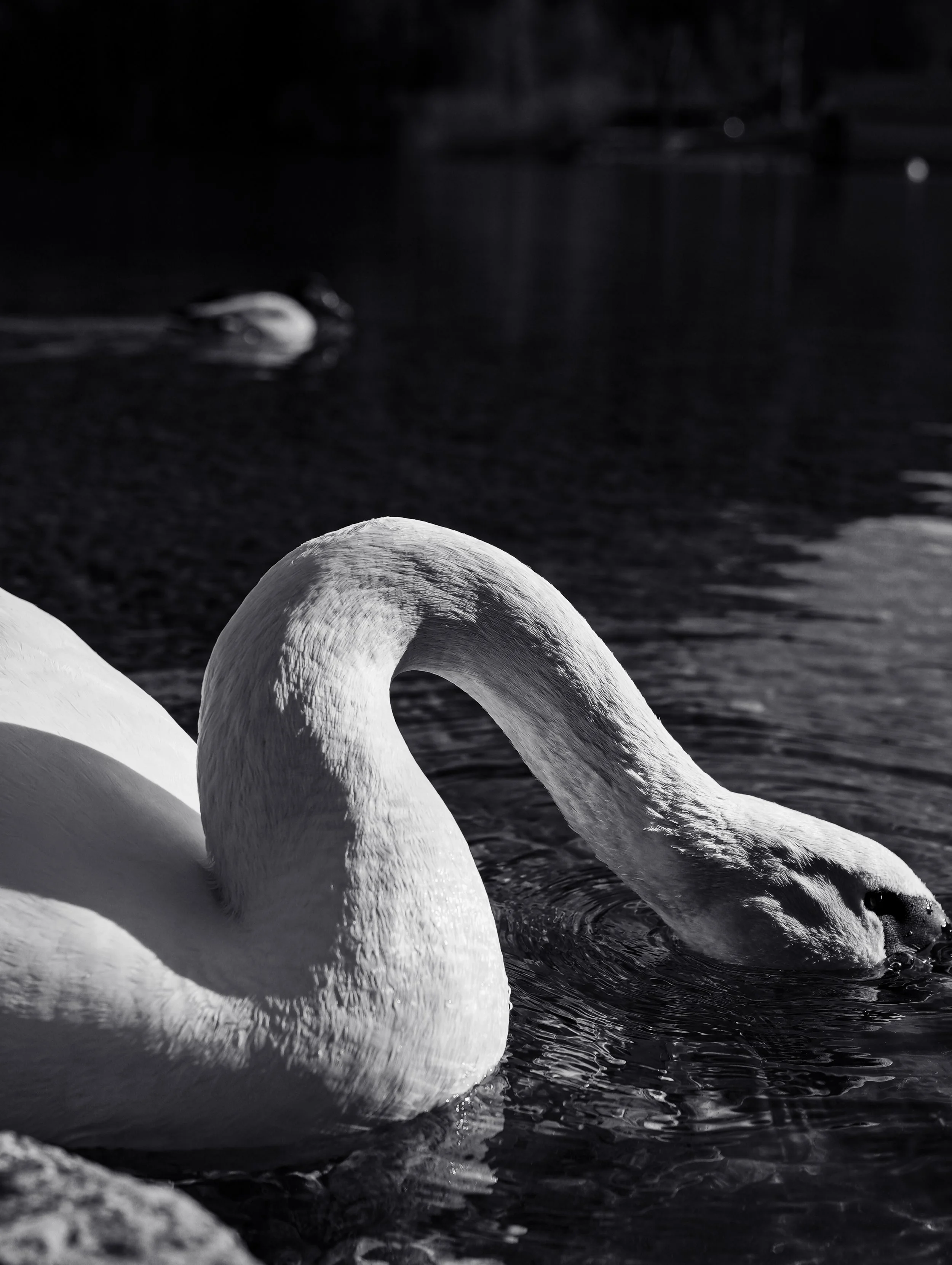 Black and white photo of a swan bending its neck to dip its beak in the water, with a duck swimming in the background.