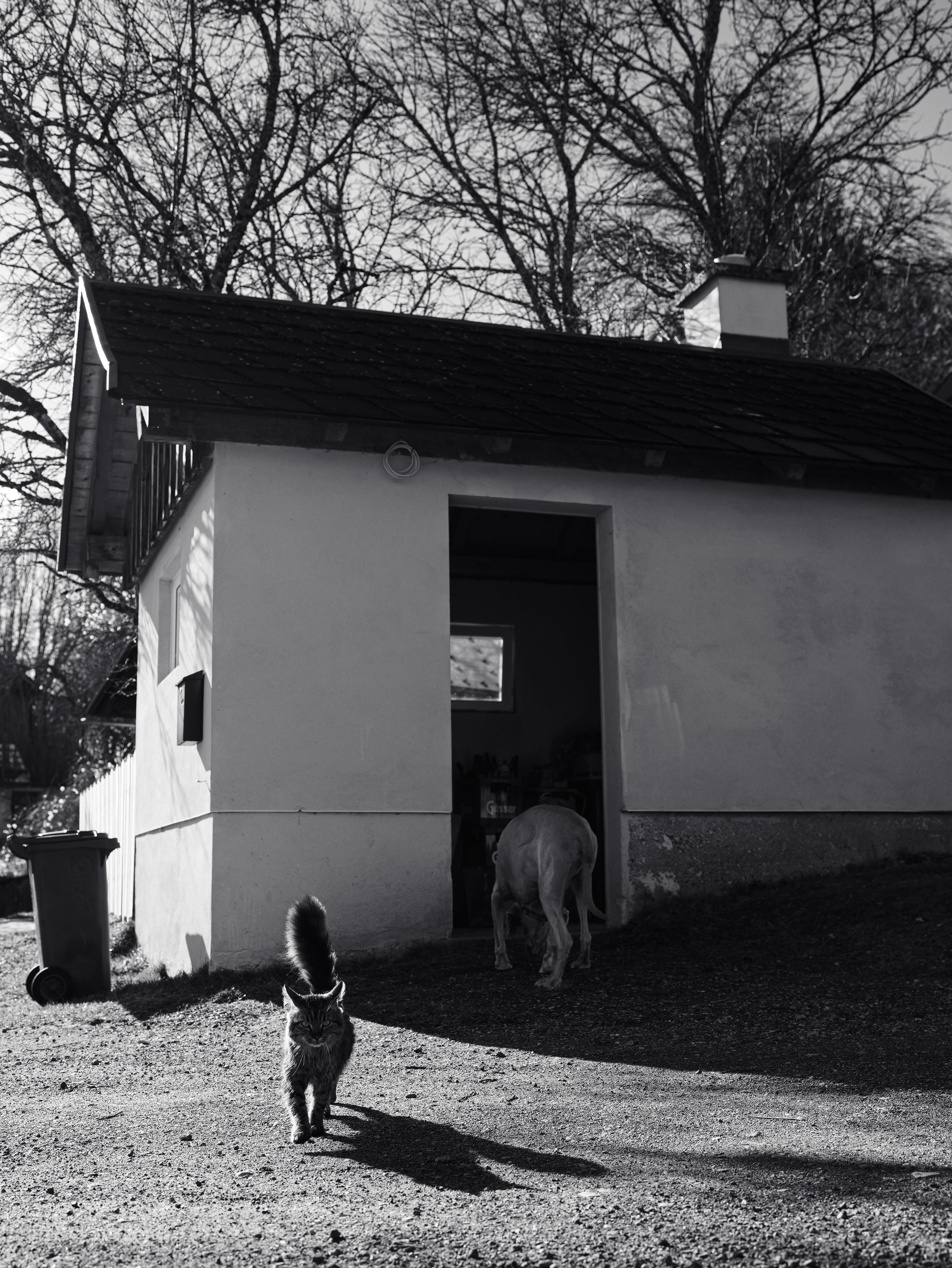 A monochrome image of a cat walking toward the camera in front of a small building with an open door, with a dog standing in the doorway. Bare trees and a trash bin are visible in the background.