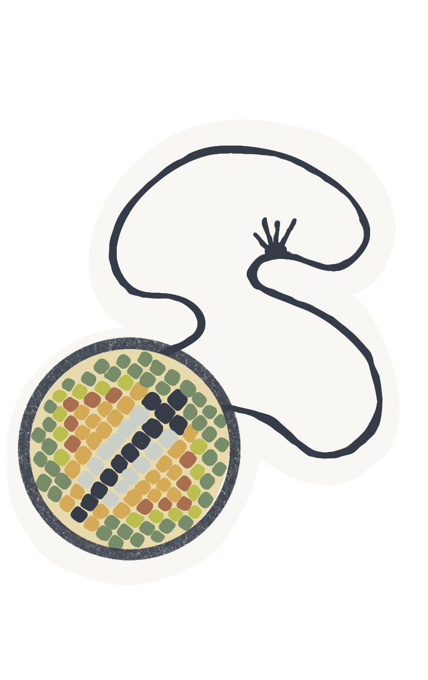 Illustration of a cell with a visible nucleus and a long, winding flagellum, suggesting a sperm cell.