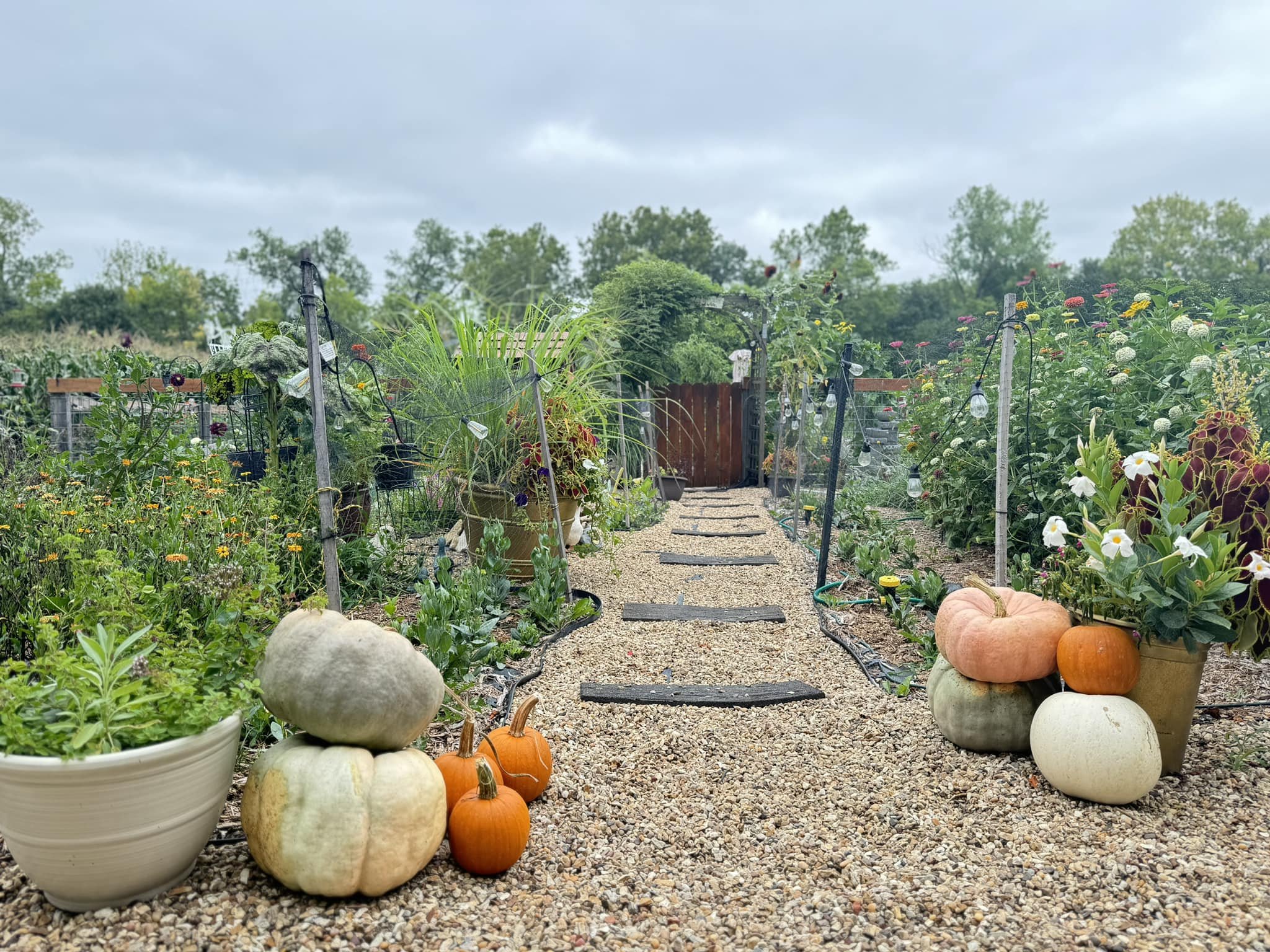 A garden pathway decorated with white, orange, and pink pumpkins, surrounded by potted flowers and plants, with a cloudy sky overhead.