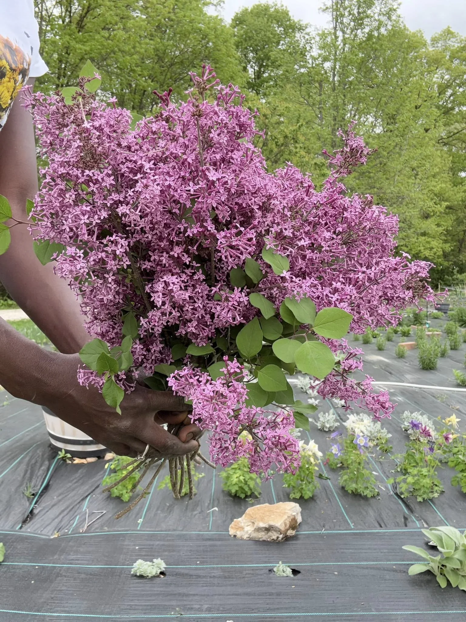 A person holding a large bouquet of pink lilac flowers with green leaves in a garden setting.