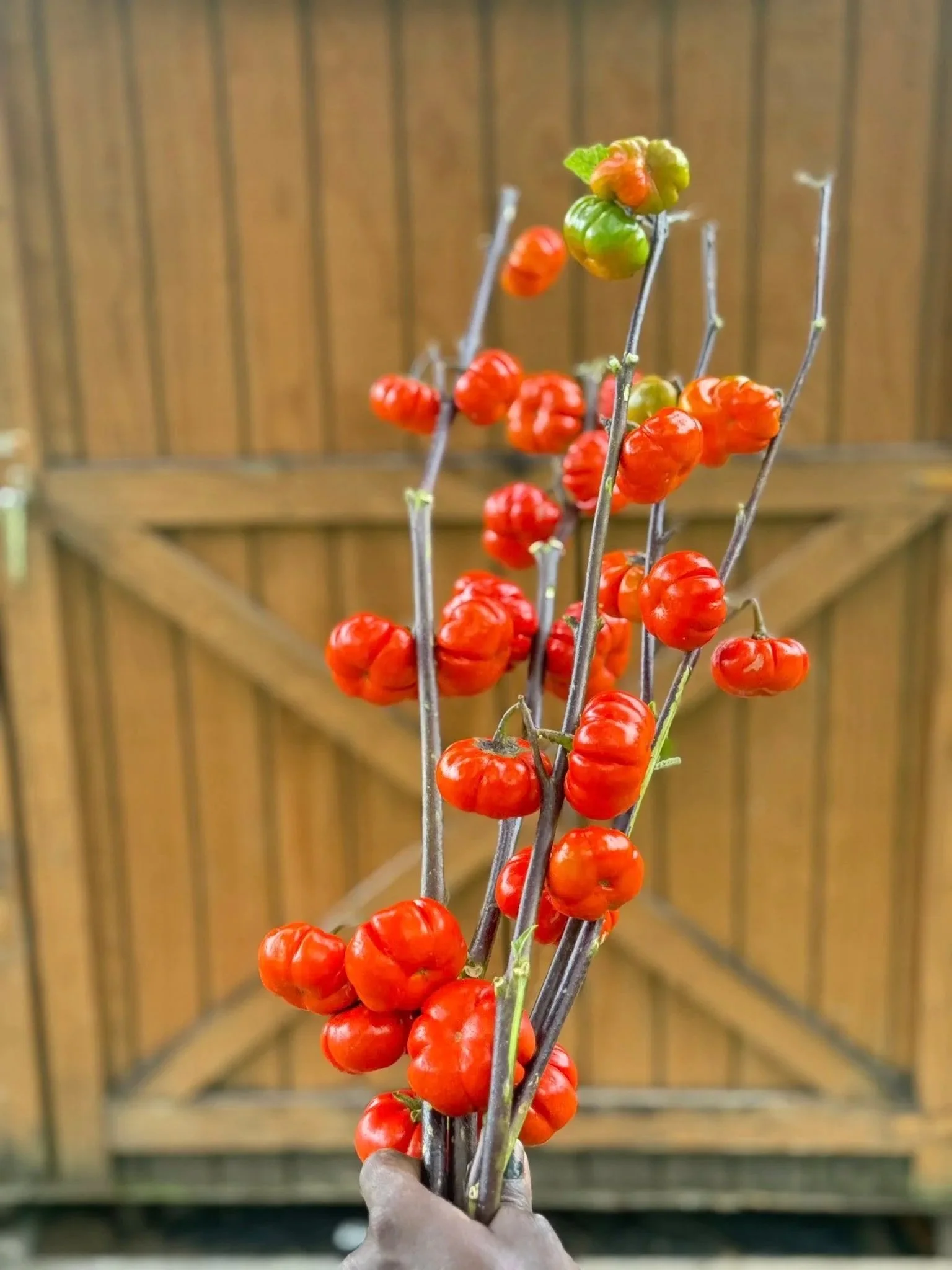 A hand holding a bunch of ripe red tomatoes on dry stems in front of a wooden barn door.