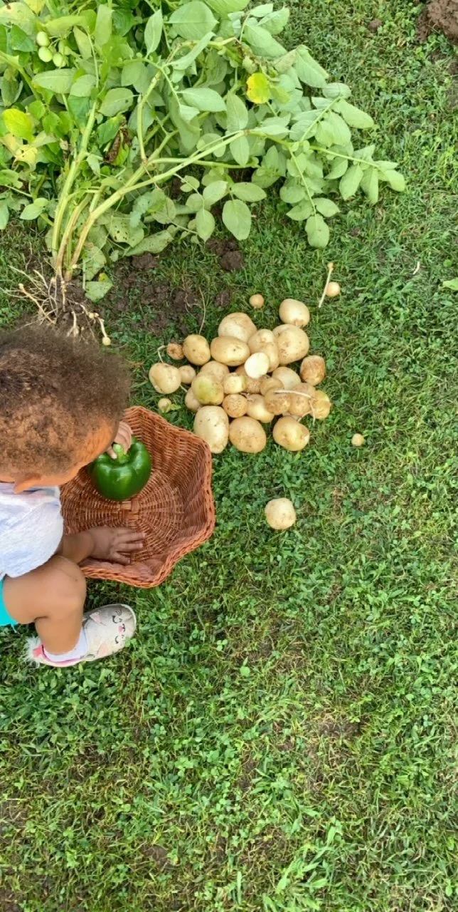 Child placing a green bell pepper into a wicker basket on grass, near a patch of freshly dug potatoes and green potato plant.