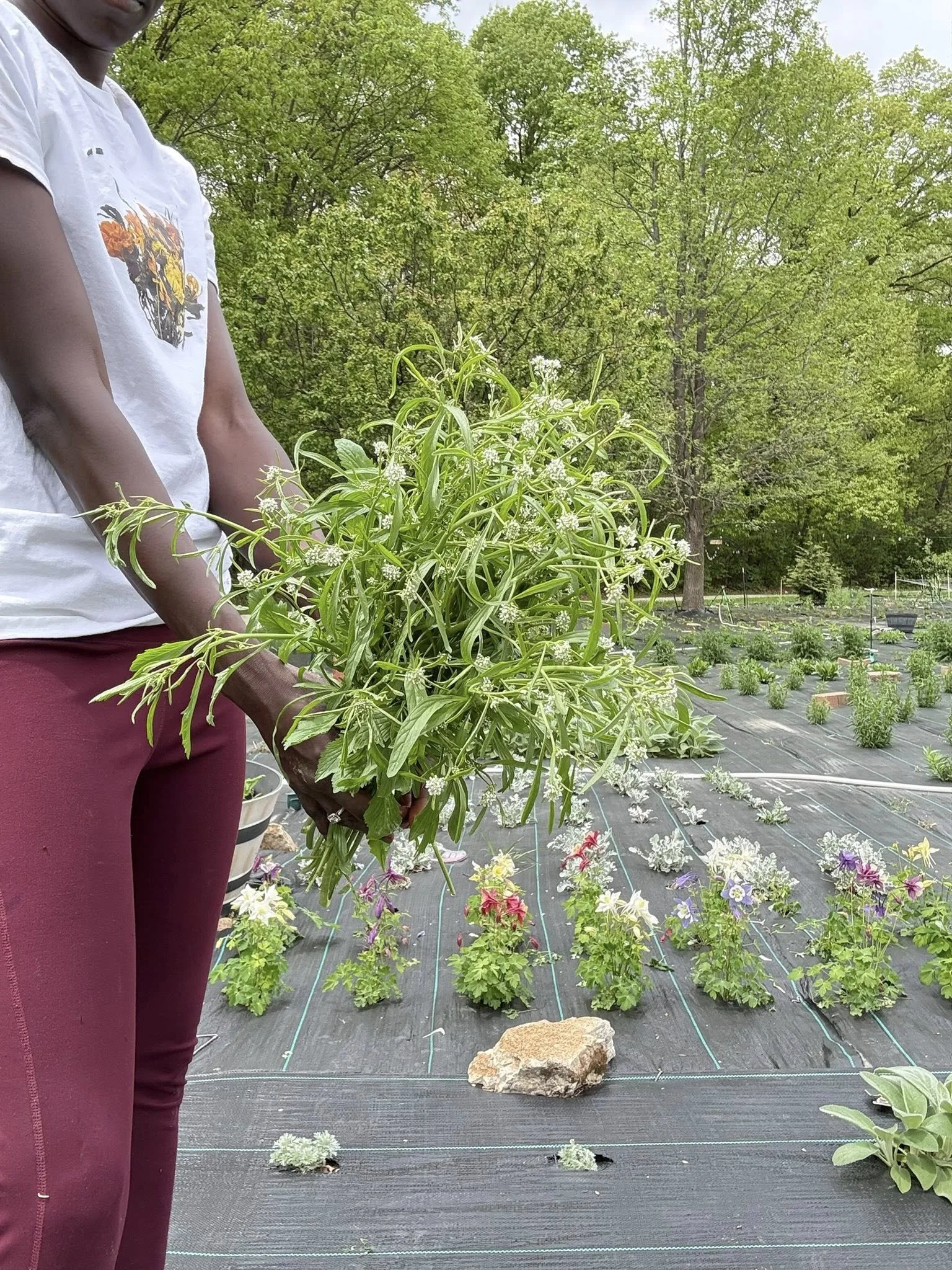 Person holding a large bunch of green leafy herbs or plants in an outdoor garden with plants and trees in the background.