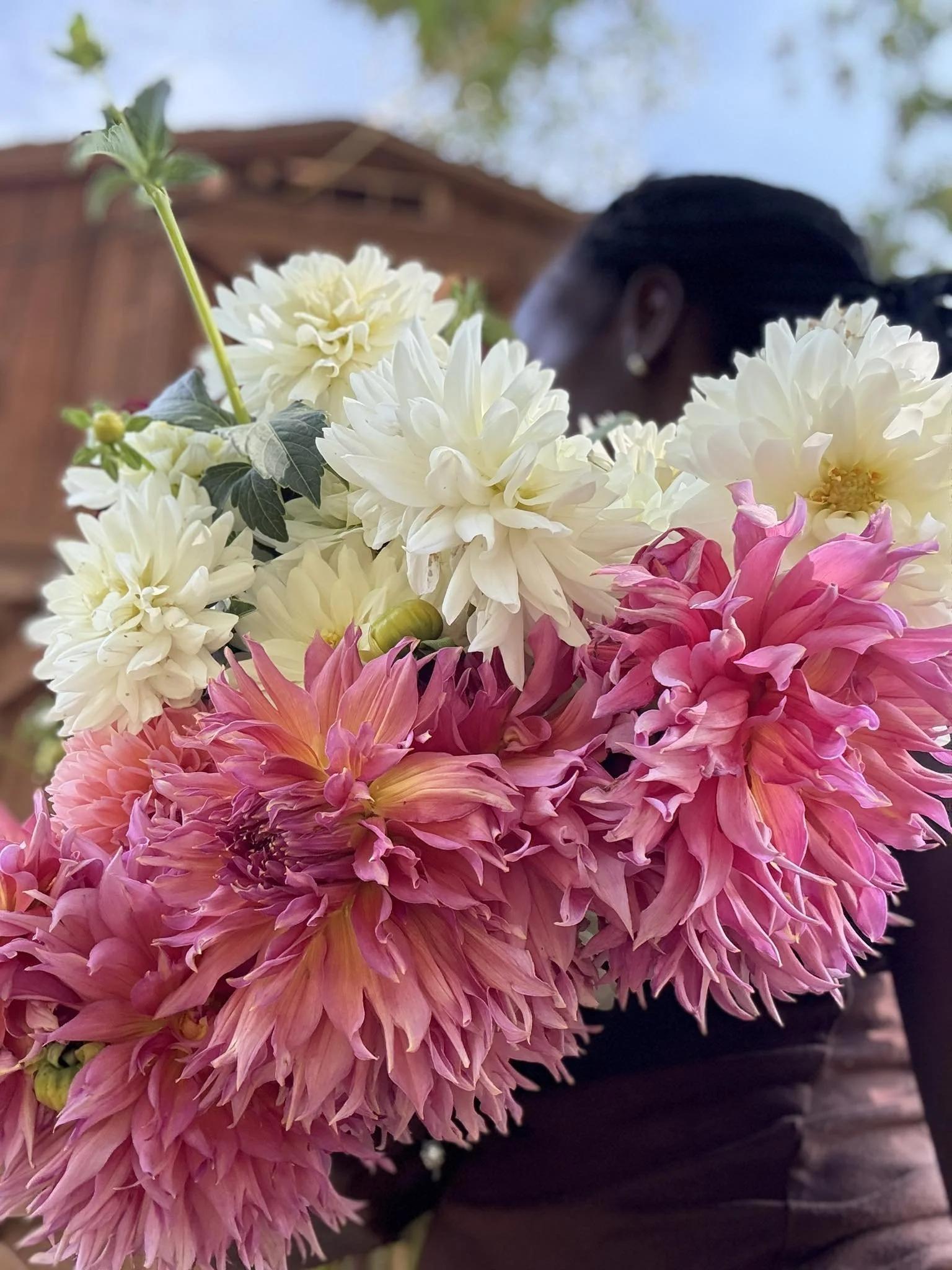 Close-up of a vibrant bouquet of pink and white dahlias with some greenery, held by a woman with dark hair and earrings, outside near a brown wooden structure on a sunny day.