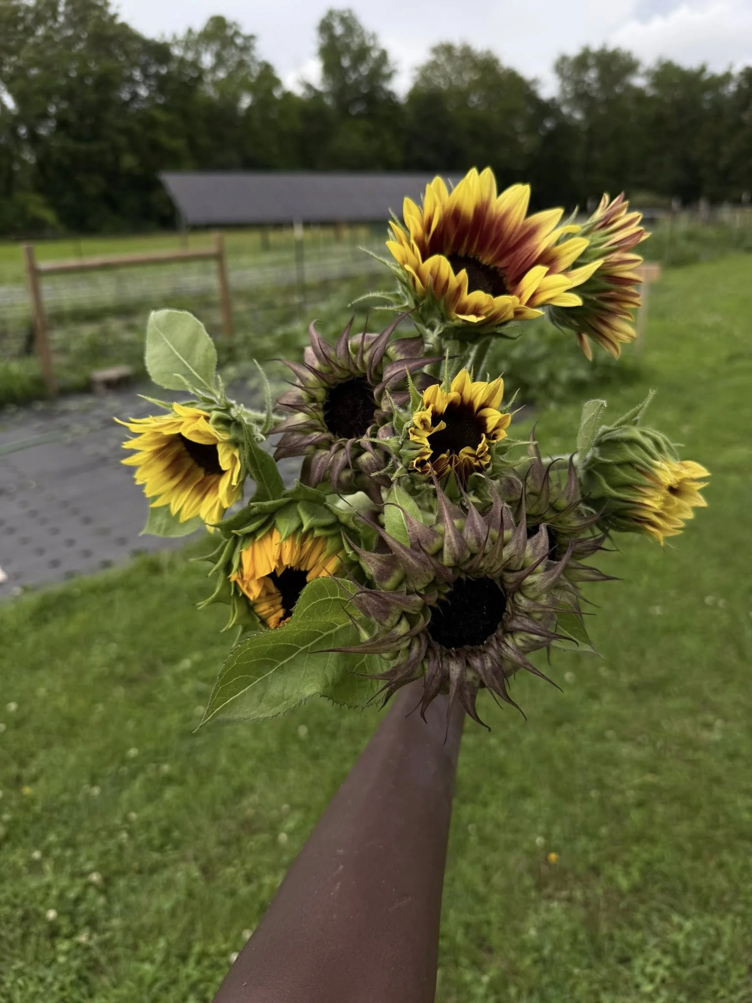 A hand holding a bunch of blooming sunflowers with yellow petals in a garden setting.