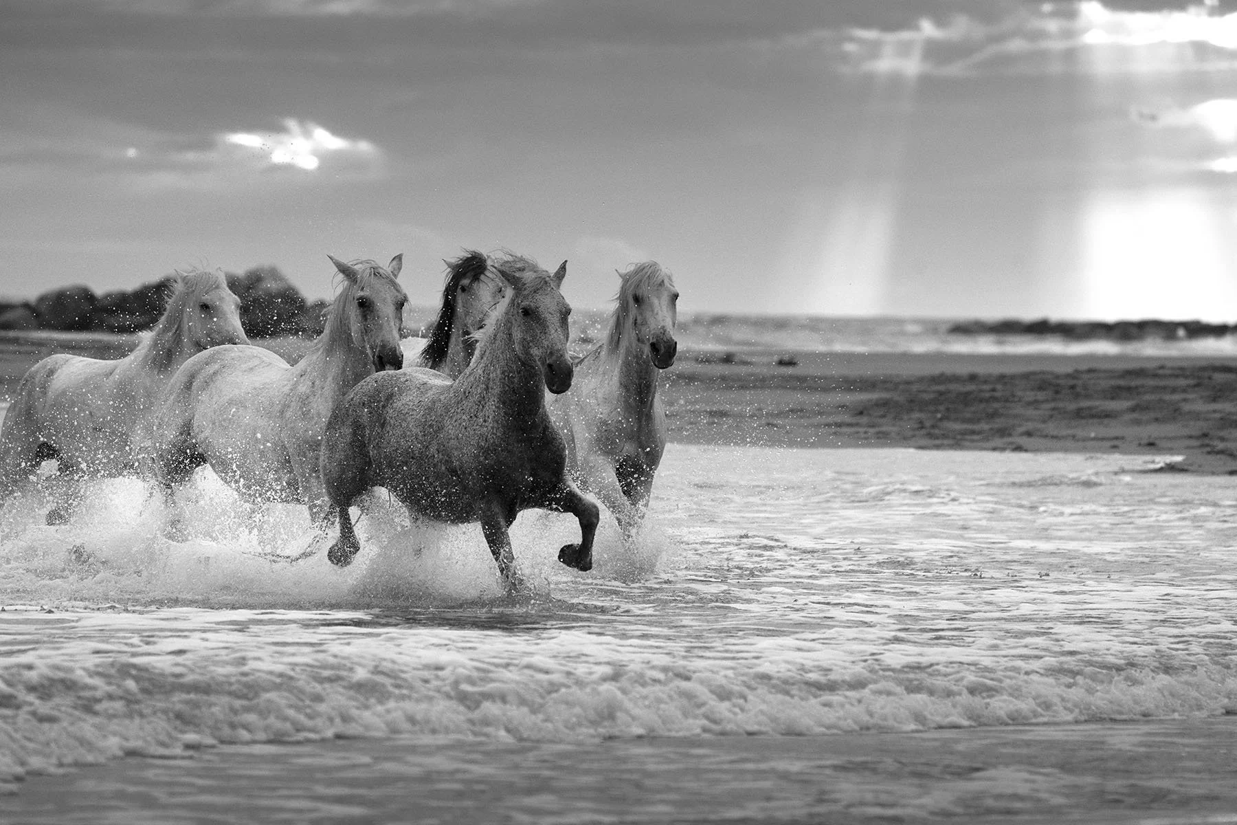 HorsesOfCamragueFrance_UnderHeaven.jpg
