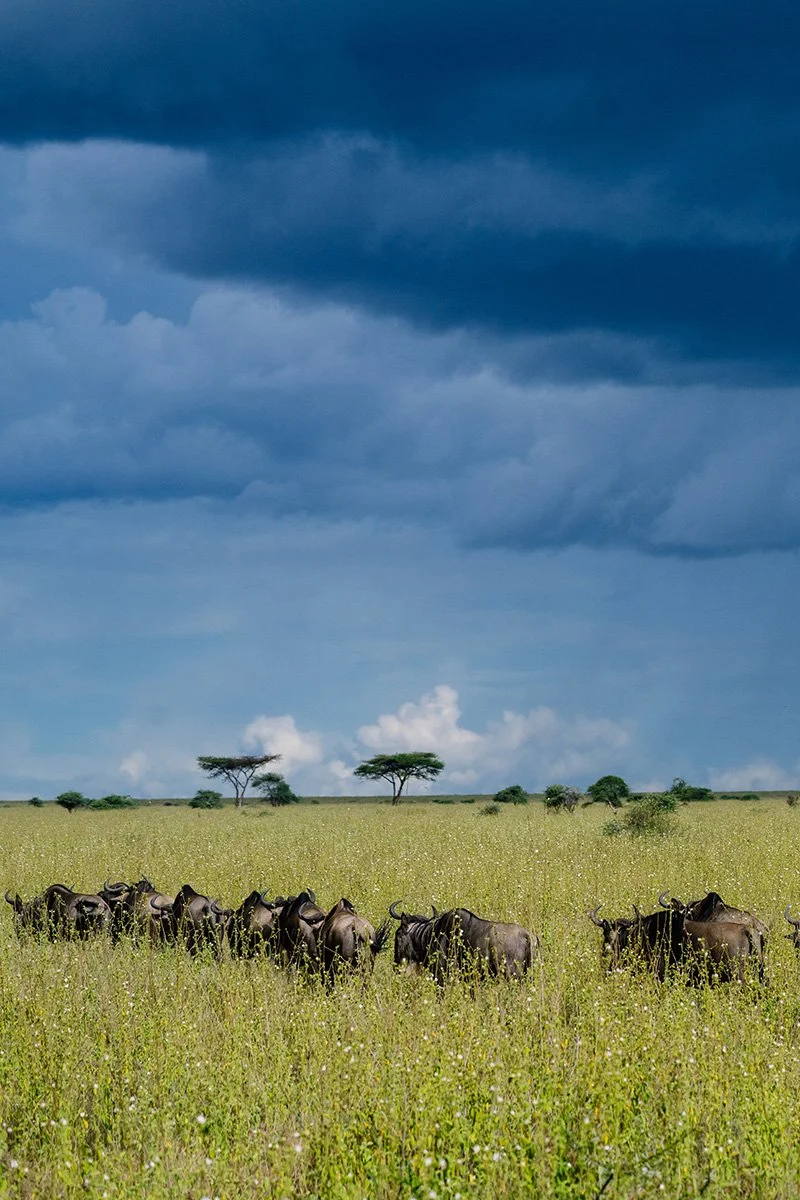 Tanzania_Serengeti_Safari-1212.jpg