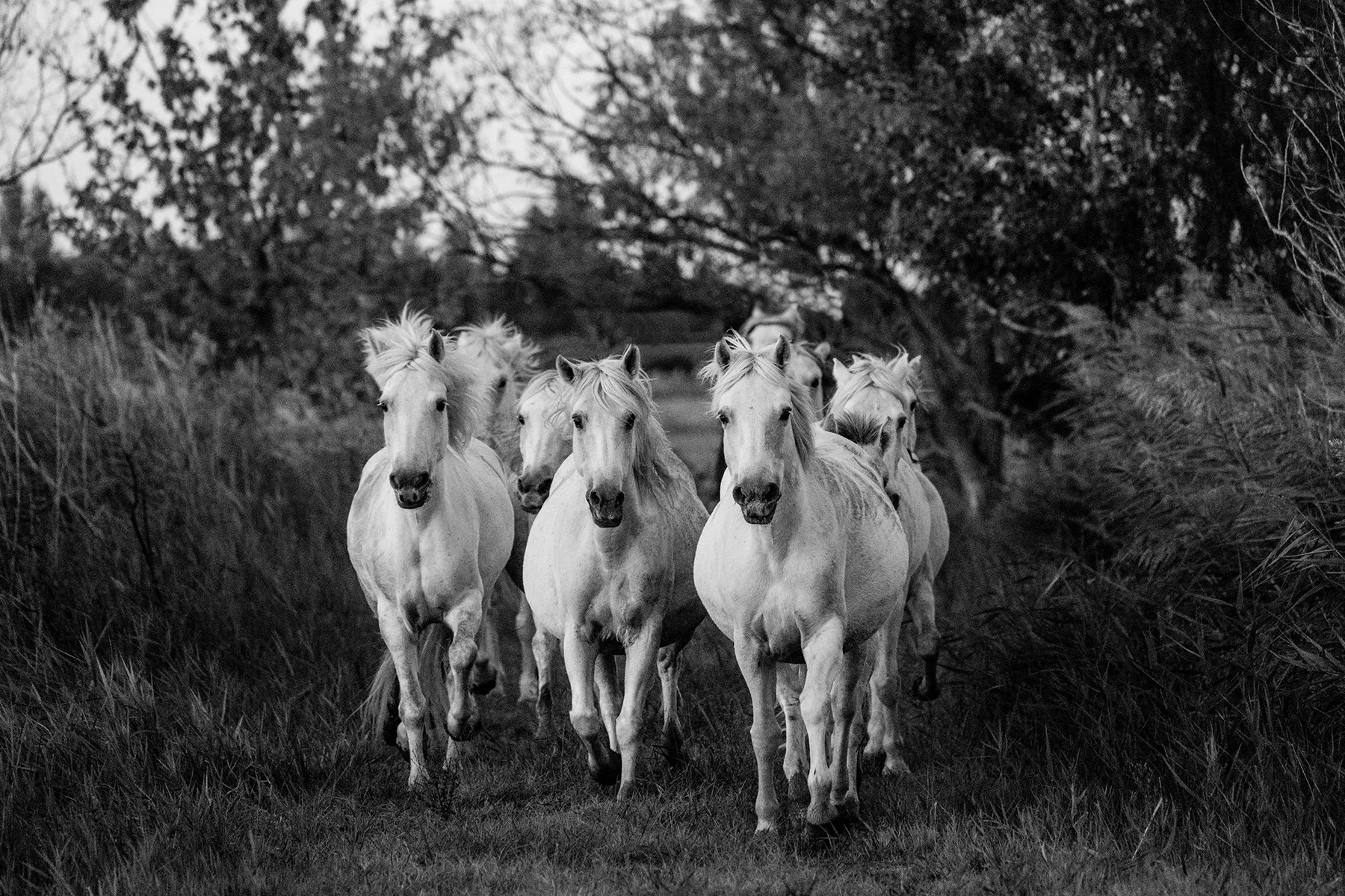 WhitehorsesofCamargueFrance2.jpg
