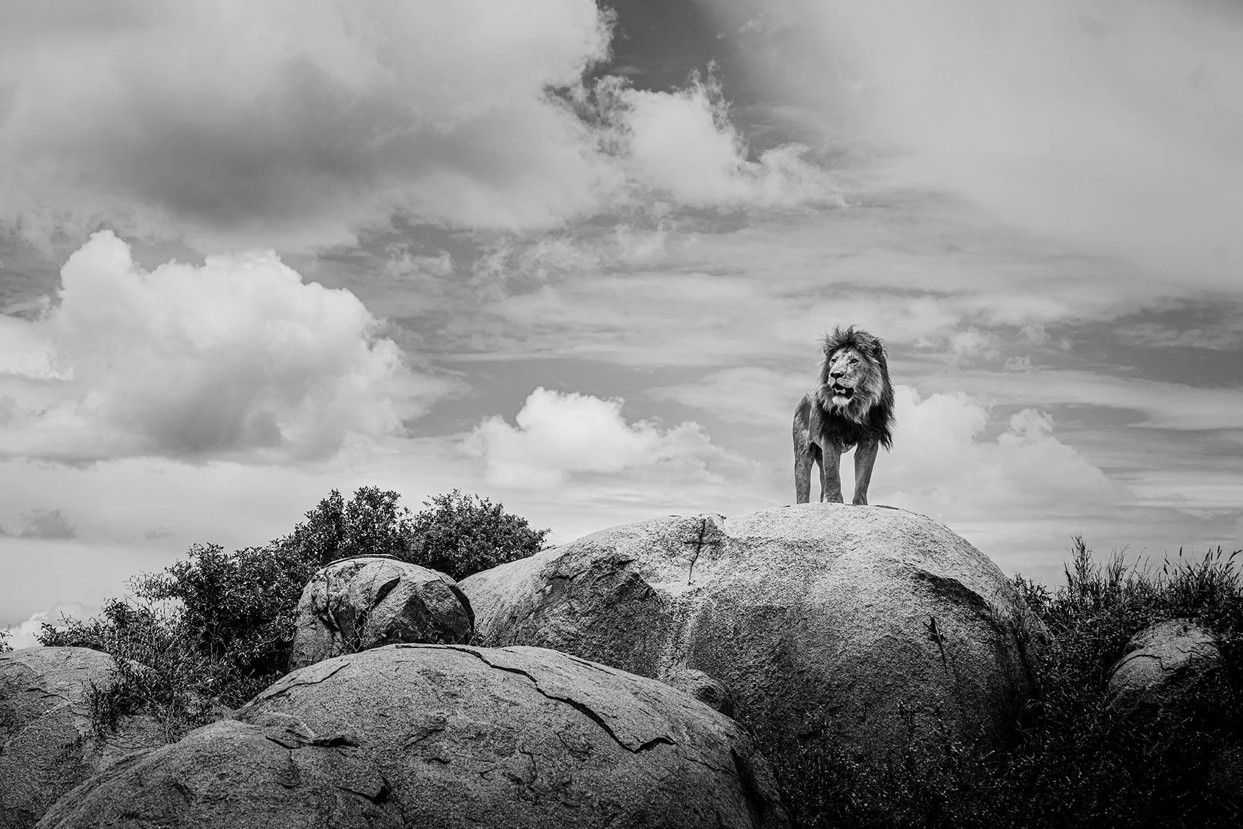 DSC00696copy copy.jpg