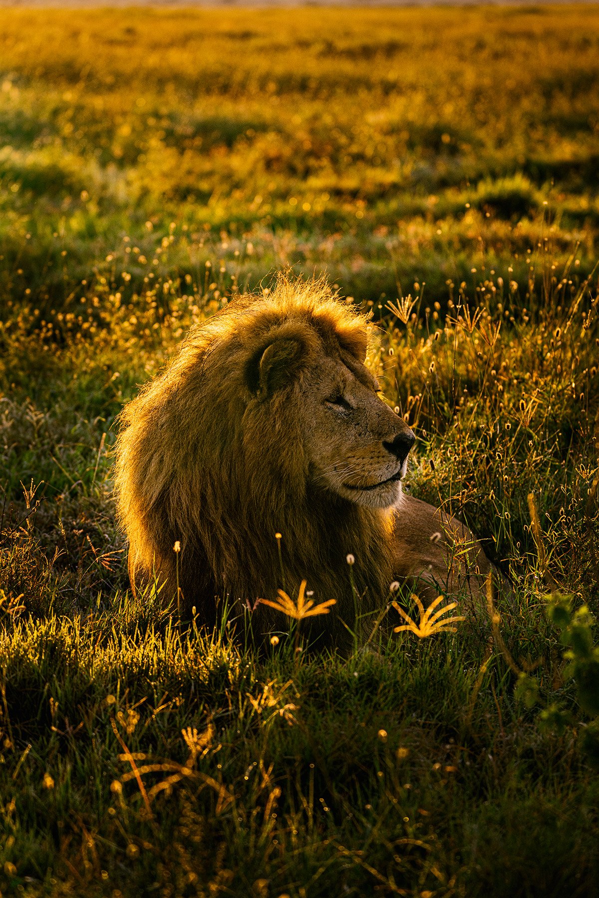 goldenboy_dawn3 copy.jpg