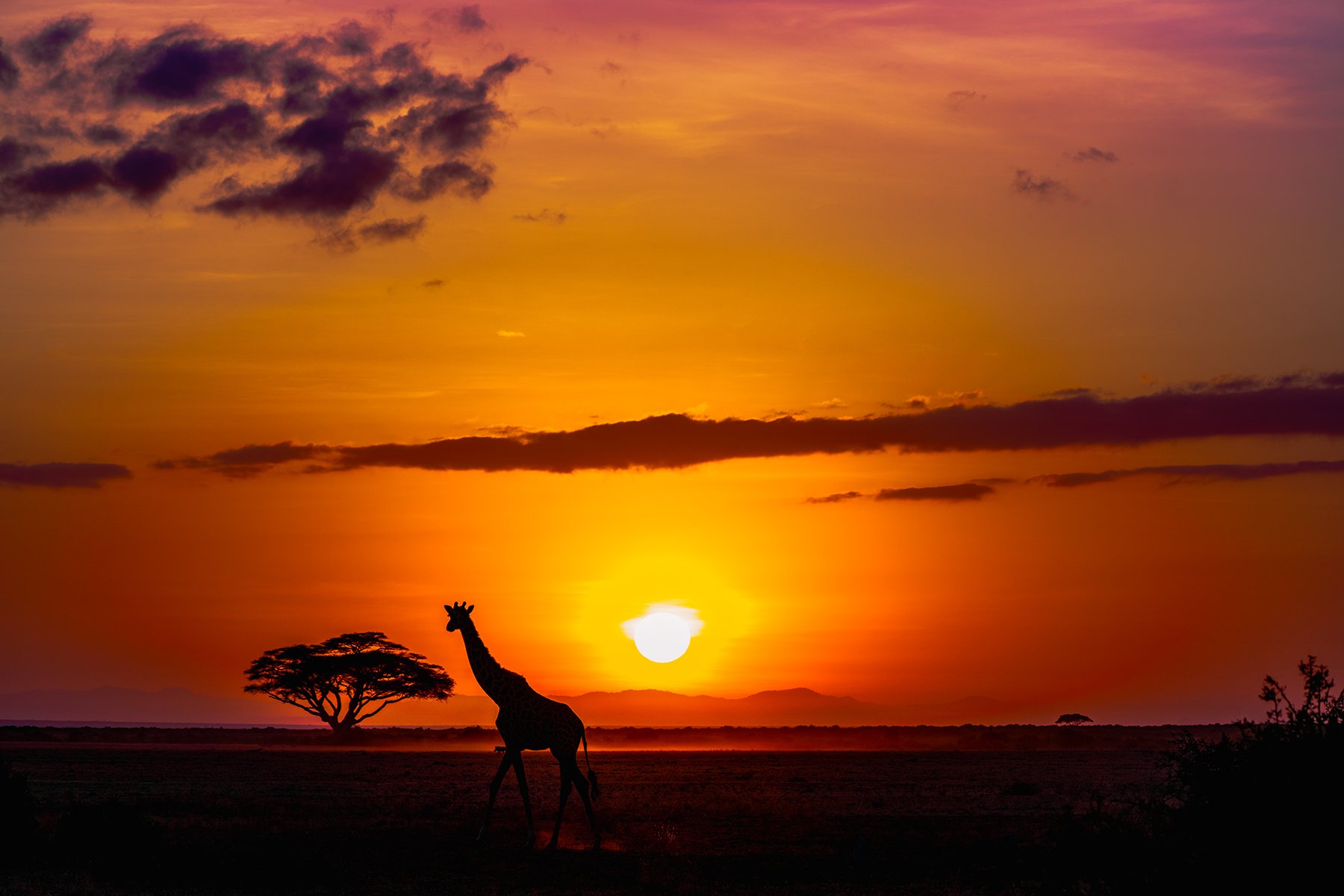 GiraffeSunriseSilloutte-2.jpg