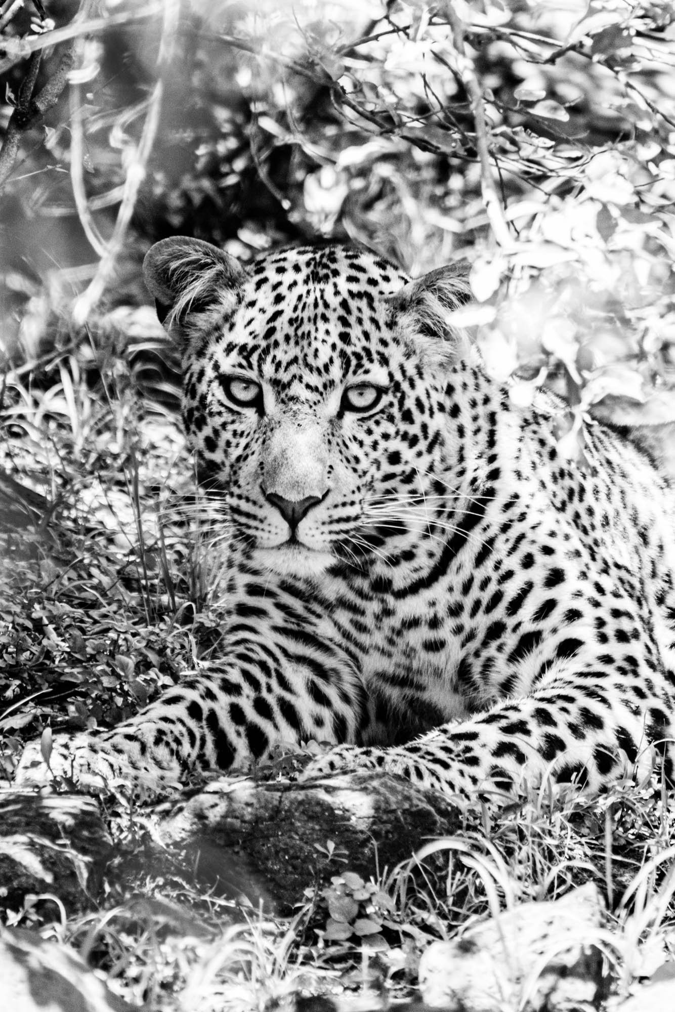 Best Photo Safari Kenya | Photography Safari Tanzania | Jessica Davis -2.jpg