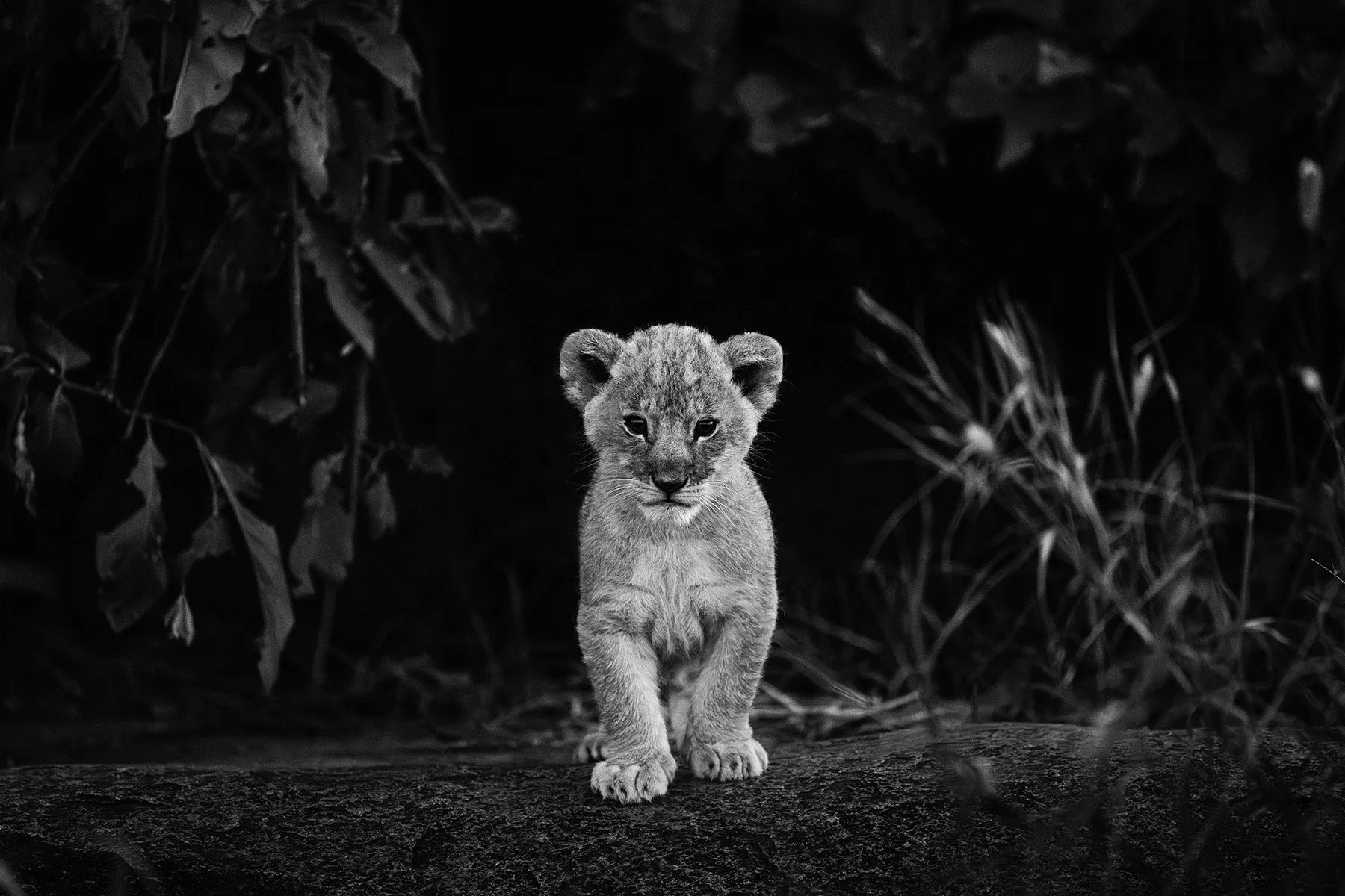 CuriousCub2 copy.jpg