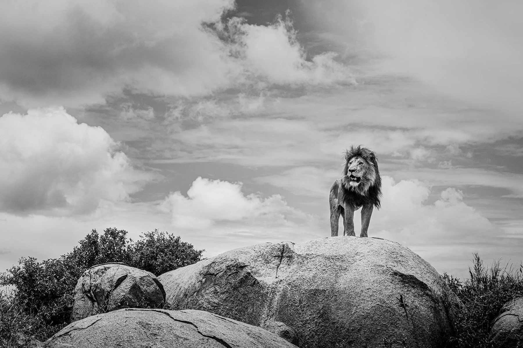 DSC00696copyc copy.jpg