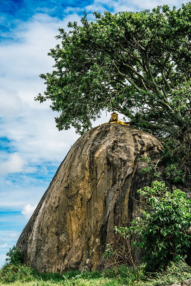 Tanzania_Serengeti_Safari-1083.jpg