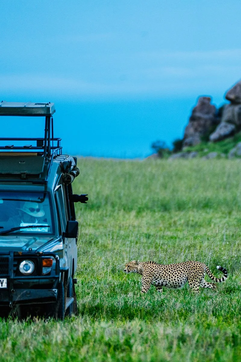 Tanzania_Serengeti_Safari-729.jpg