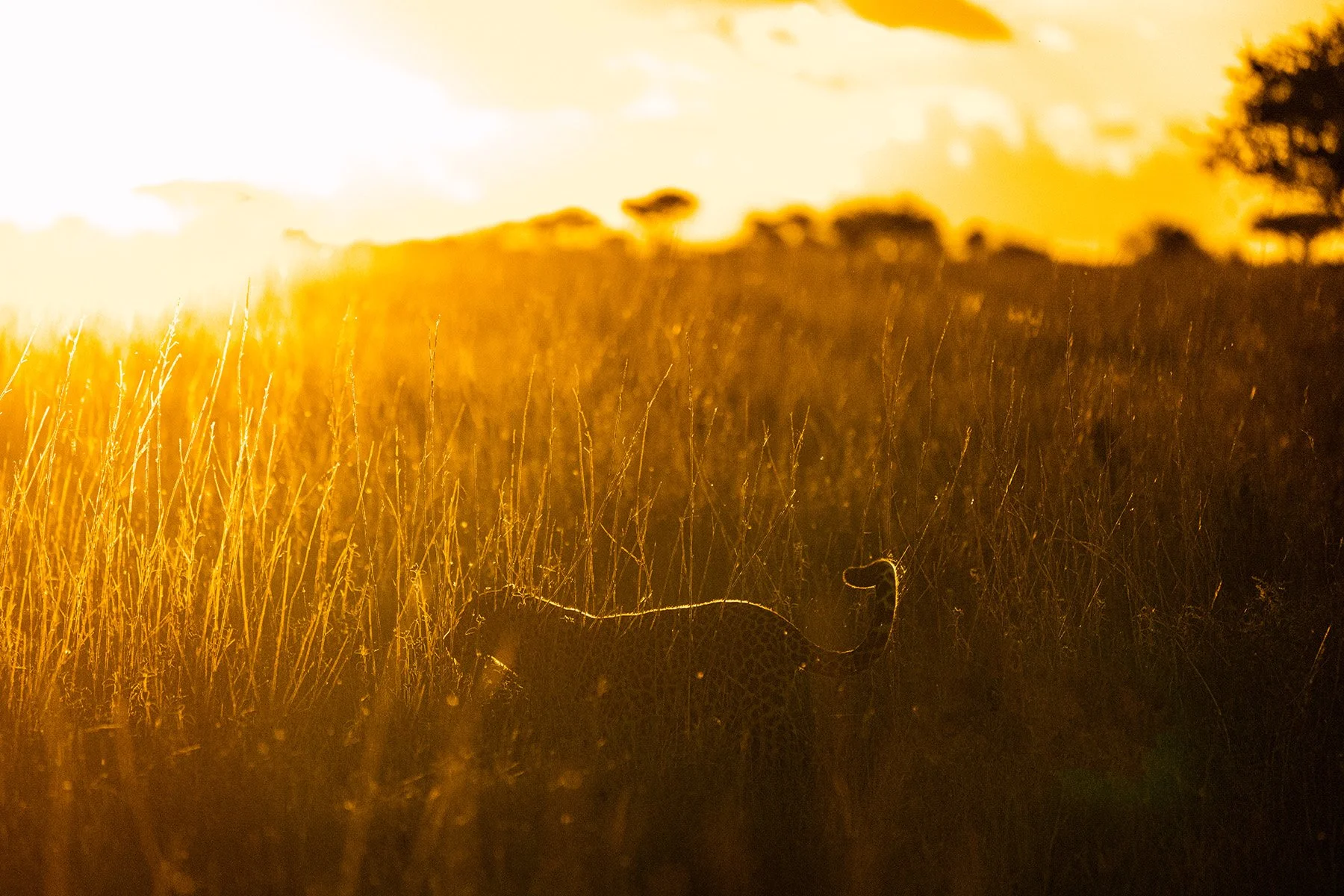 Tanzania_Serengeti_Safari-74 copy.jpg