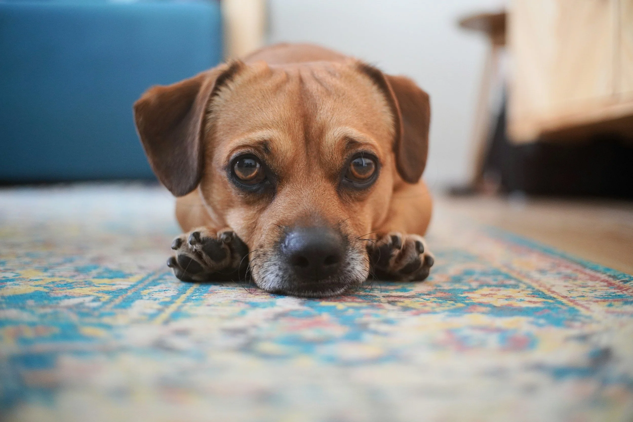Your Dog Isn’t Lazy—Here’s What They’re Really Telling You!
