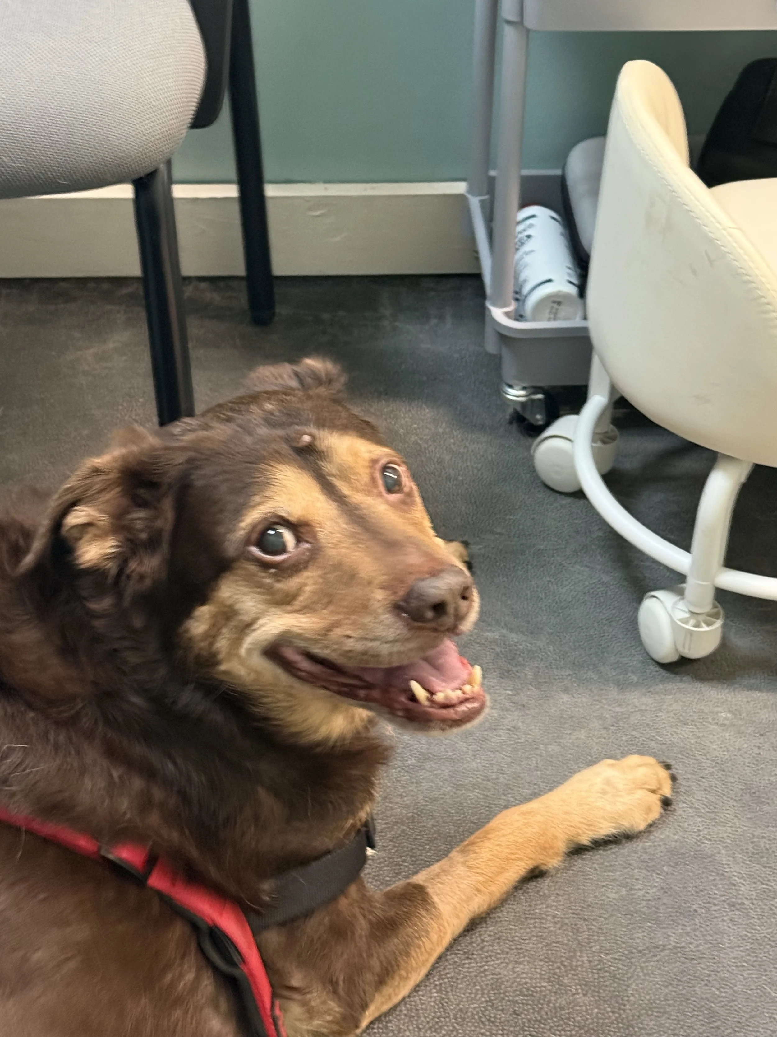 Rehab isn’t Baking-It’s Cooking!  Why Your Dog’s Recovery Needs More Than a Recipe!