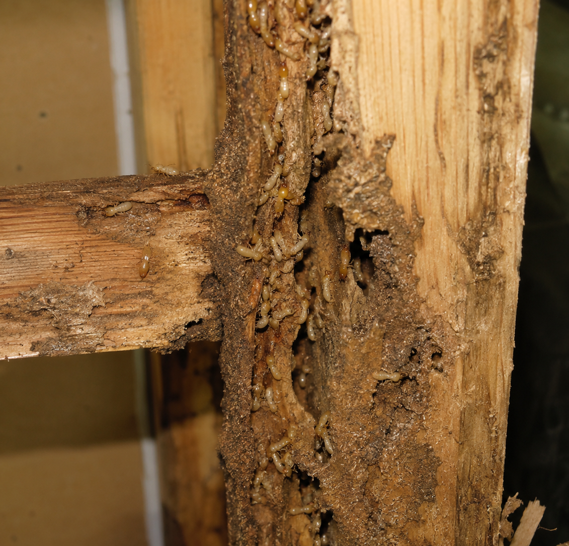 Termites in Texas: A Homeowner’s Guide to Identification, Prevention, and Professional Treatment