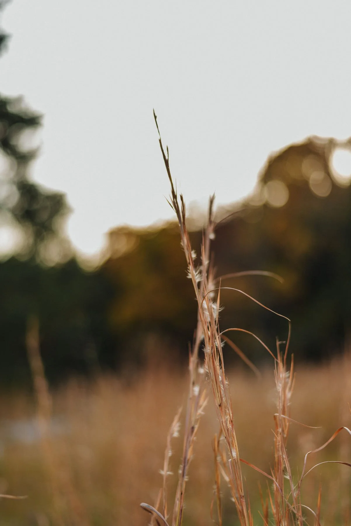 Close-up of tall, dry grass stalks in a field with blurred background trees and a light sky.