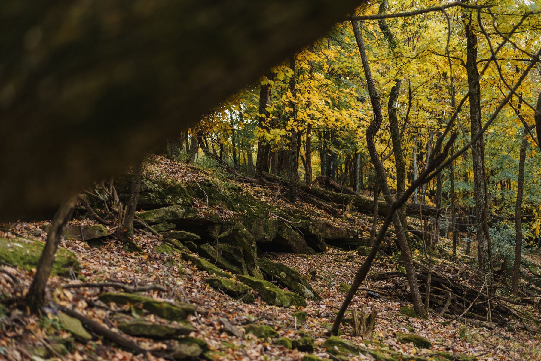 A forest scene with trees showing fall foliage, fallen leaves covering the ground, moss-covered rocks, and a fallen tree trunk across the forest floor.