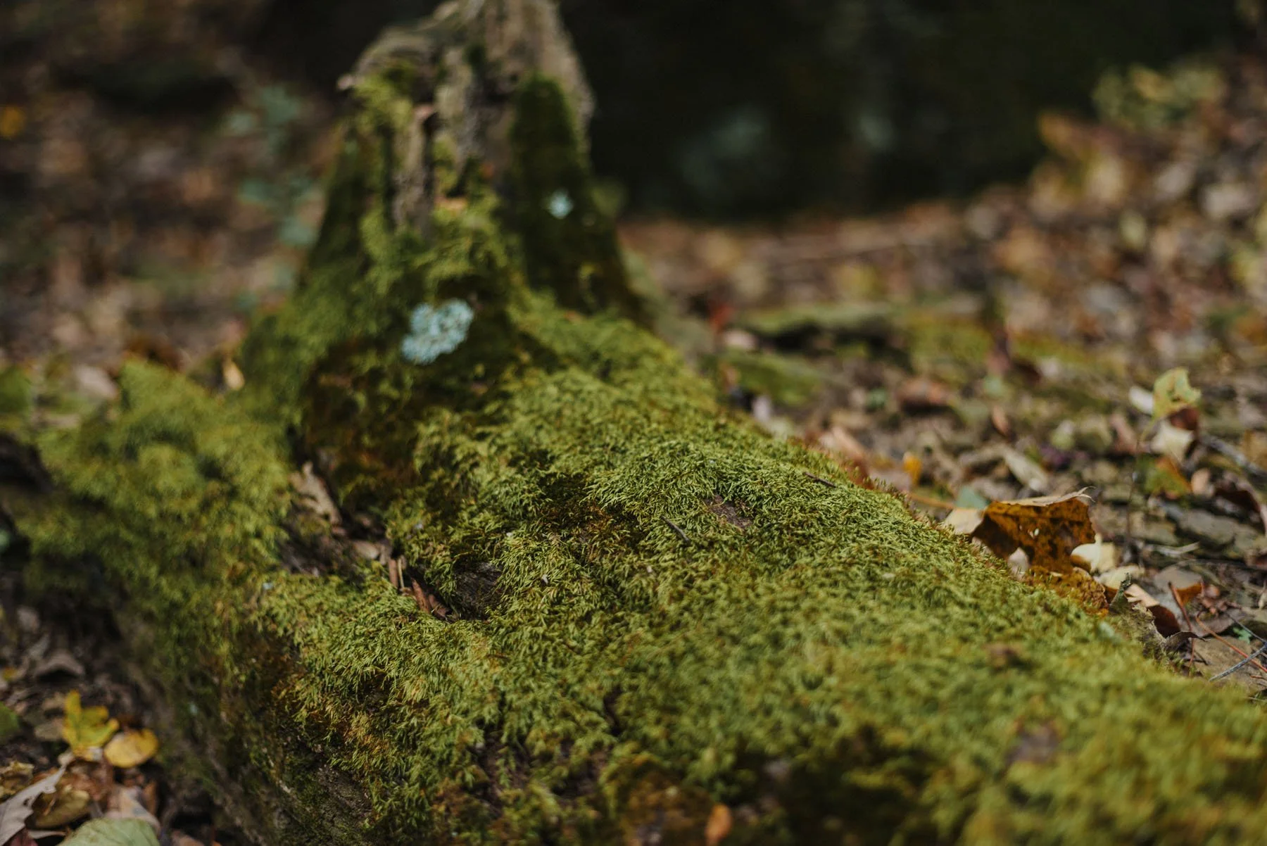 Close-up of a fallen tree trunk covered in green moss in a forest, with dry leaves scattered around.