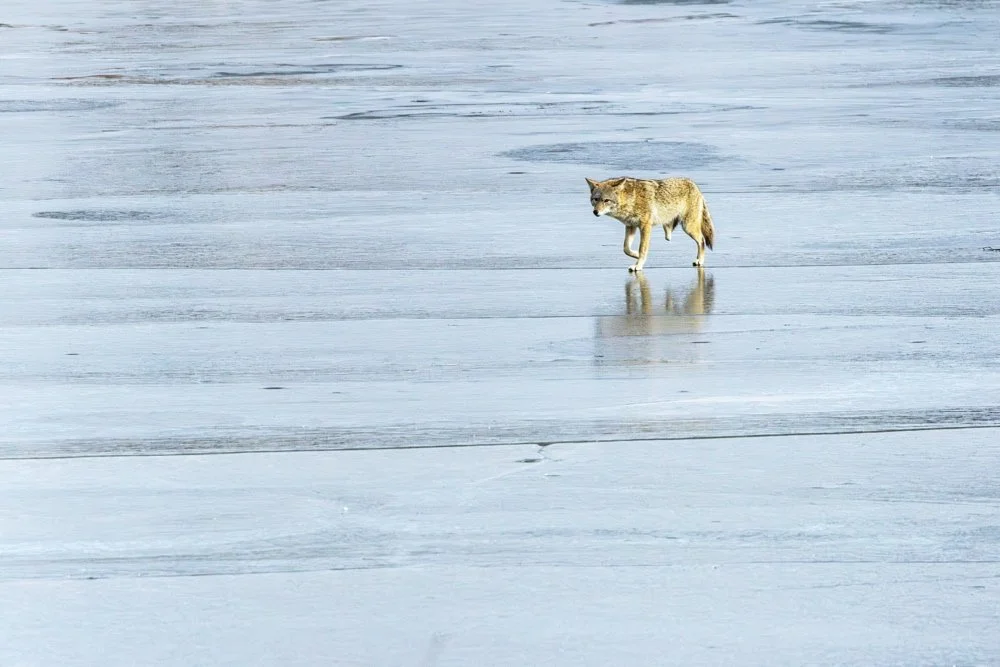 DJ ©Donna Gray "Nature's Test of Survival" 3rd Place Tie