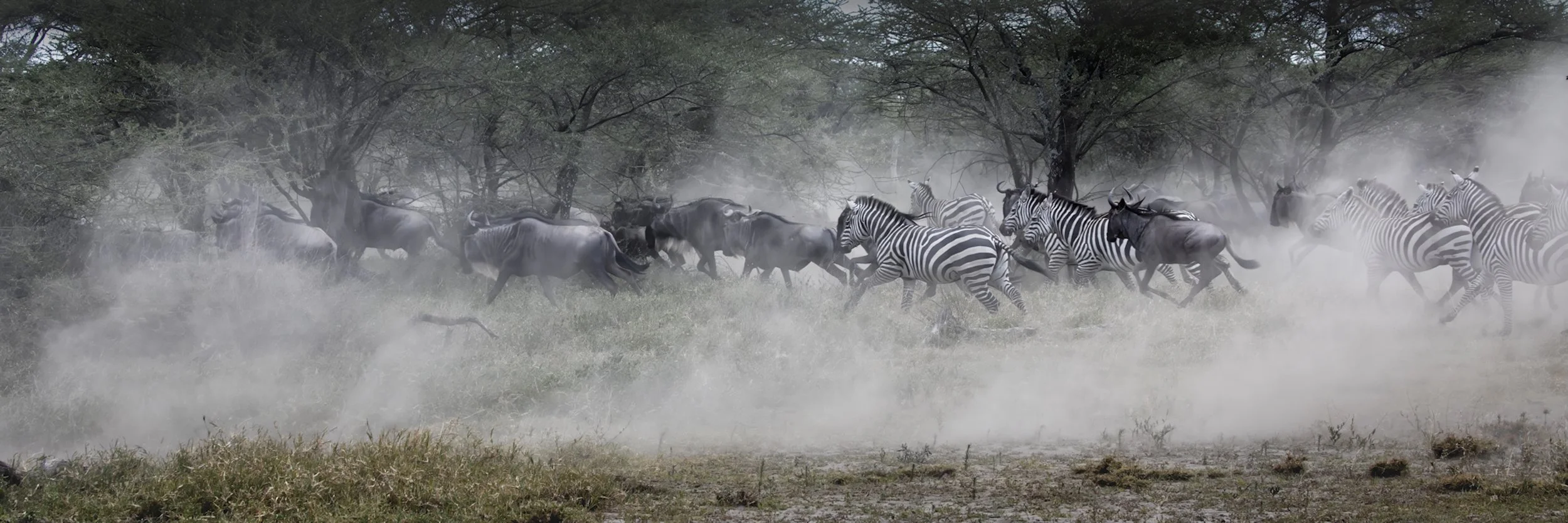DN,Running from Danger-©Margaret West