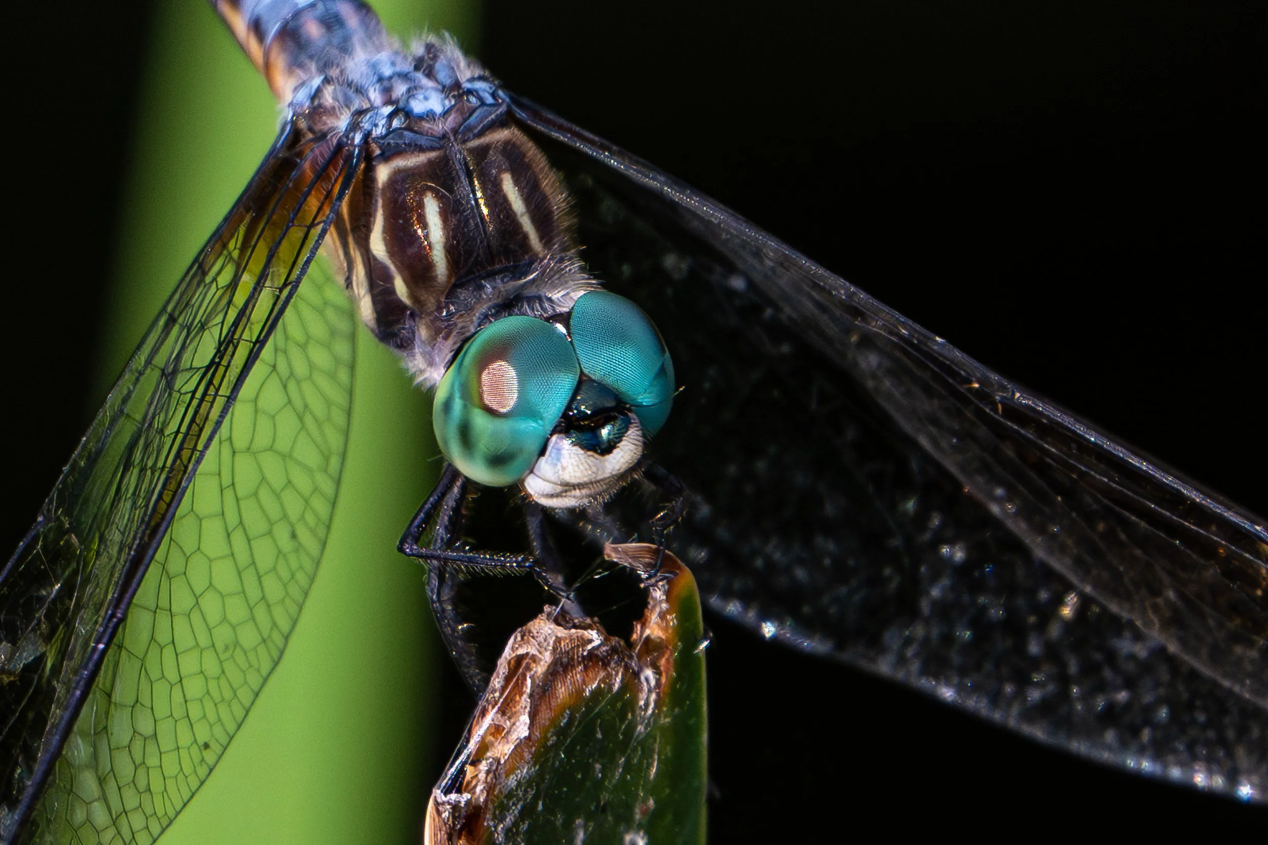 ©Robin Stark "Compound Vision" 1st Place DN