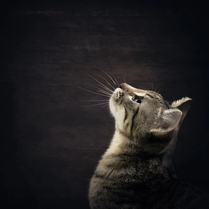 DH ©Joel Hauschild "Roscoe" 3rd Place