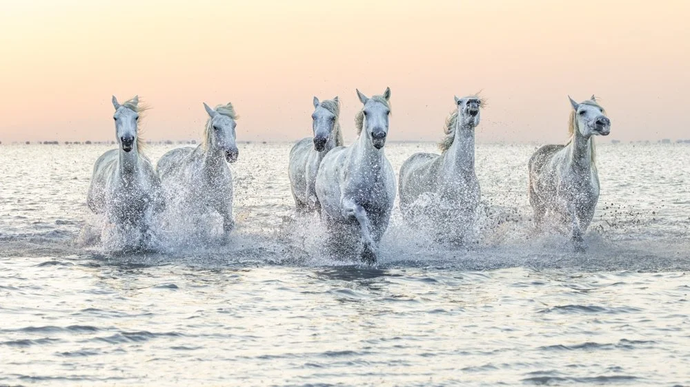 DP ©Margaret West "Morning Gallop" 1st Place
