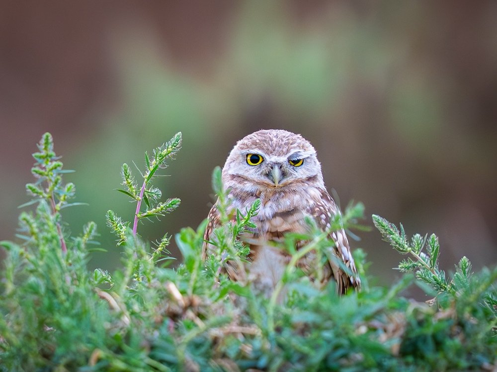 DN ©Jennifer Novak Haar "The Wink" 2nd Place