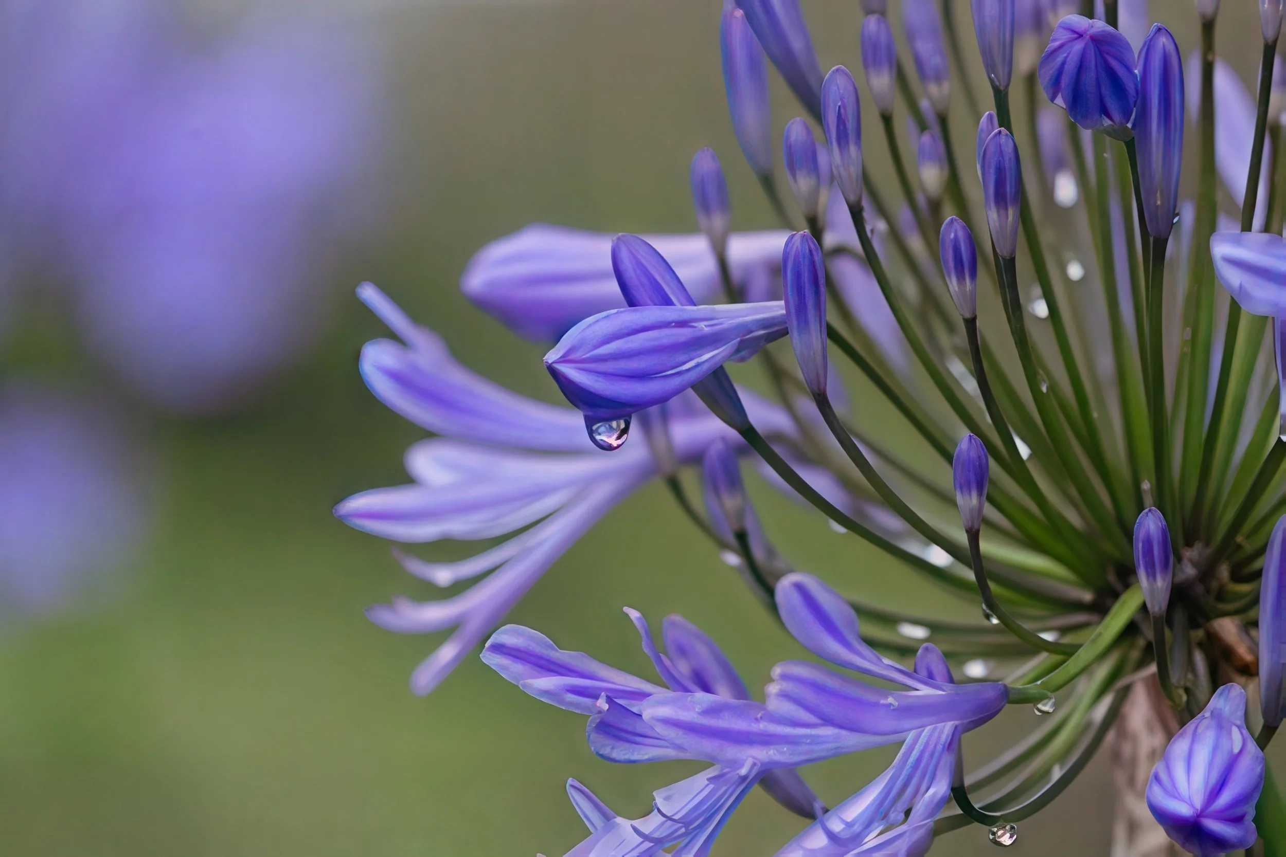 Close-up of purple agapanthus flowers with water droplets on petals and buds, blurred green and purple background.