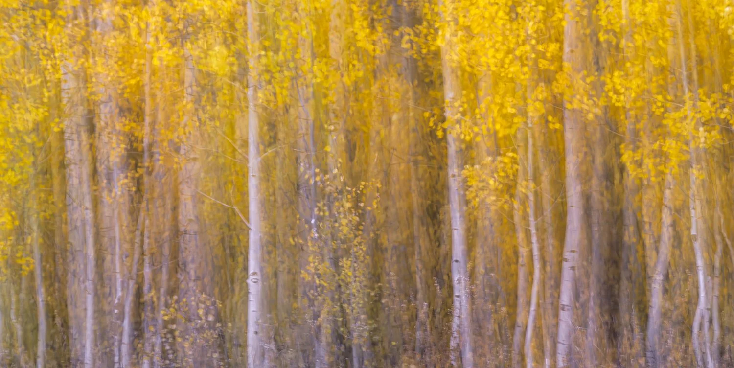 ©Margaret West "Aspen in Blue Hour" 1st Place Tie DH