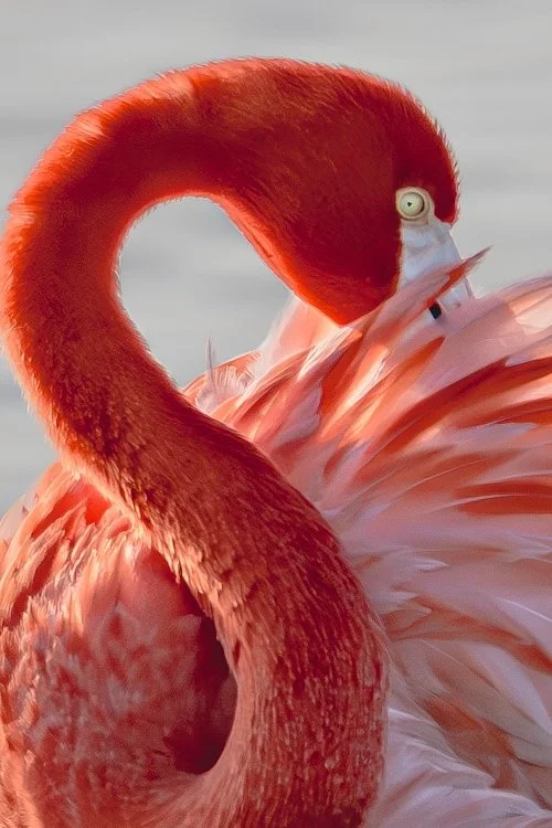 DN ©Deb Teller "Flaming Flamingo" 3rd Place Tie