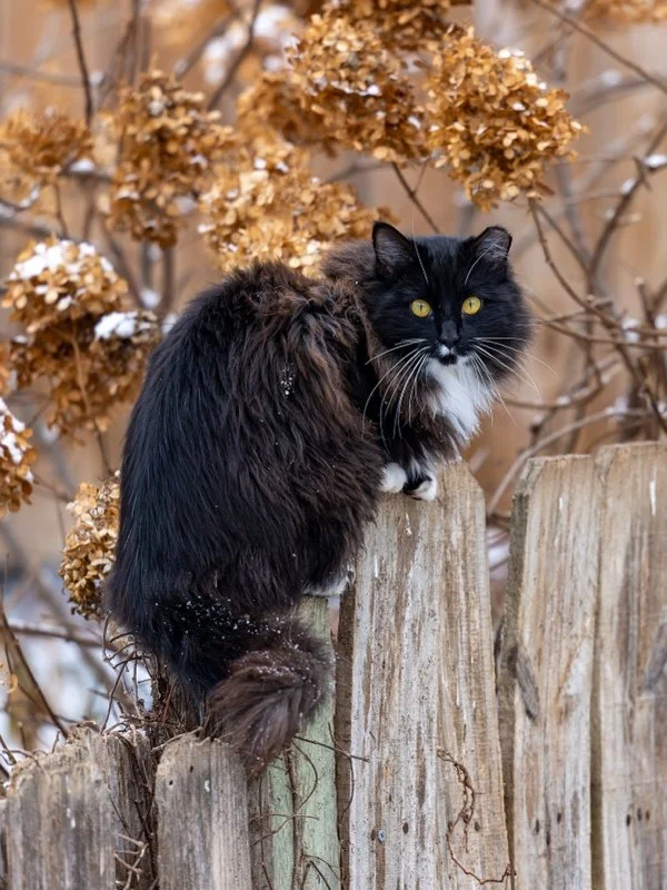 DH ©Jennifer Novak Haar "A Cold Perch" 1st Place