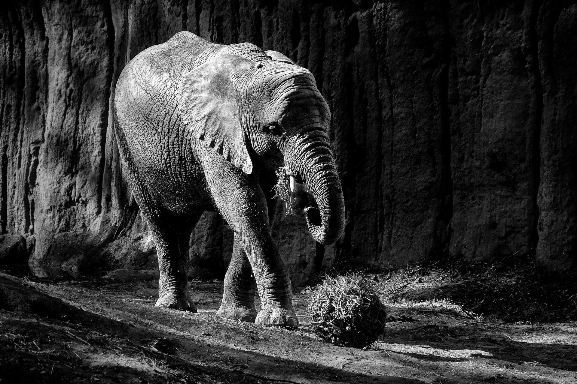 ©Nikki McDonald "Into the Light" 1st Place DB