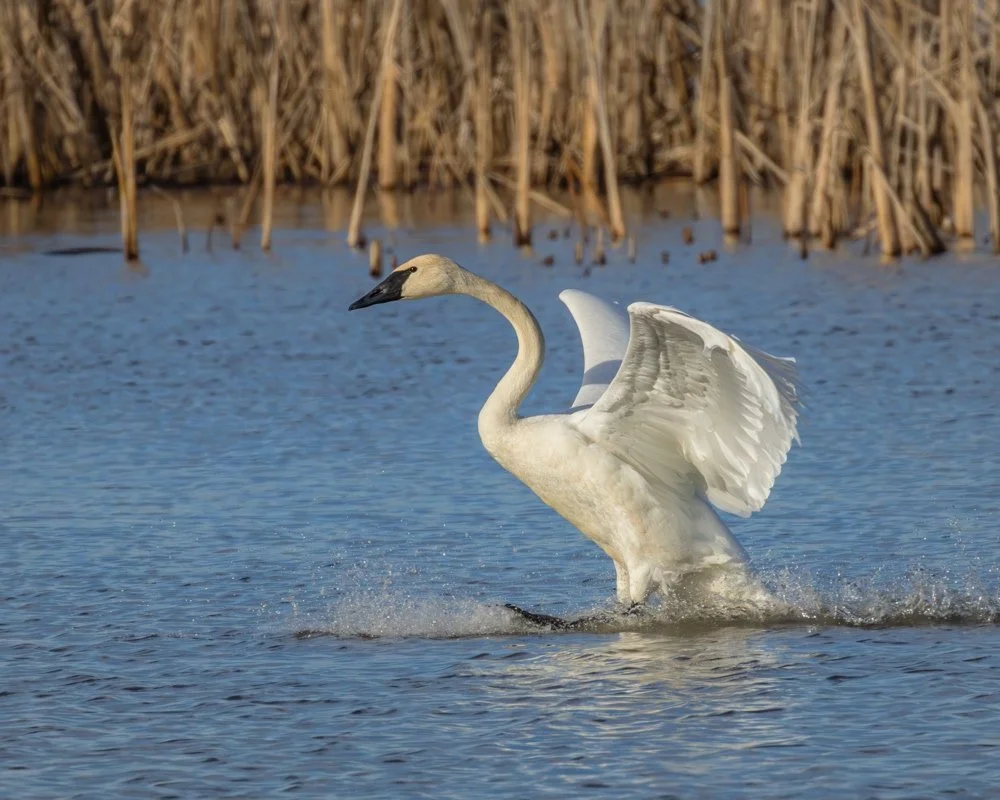 DN ©Donna Gray "Sticking the Landing" 3rd Place Tie