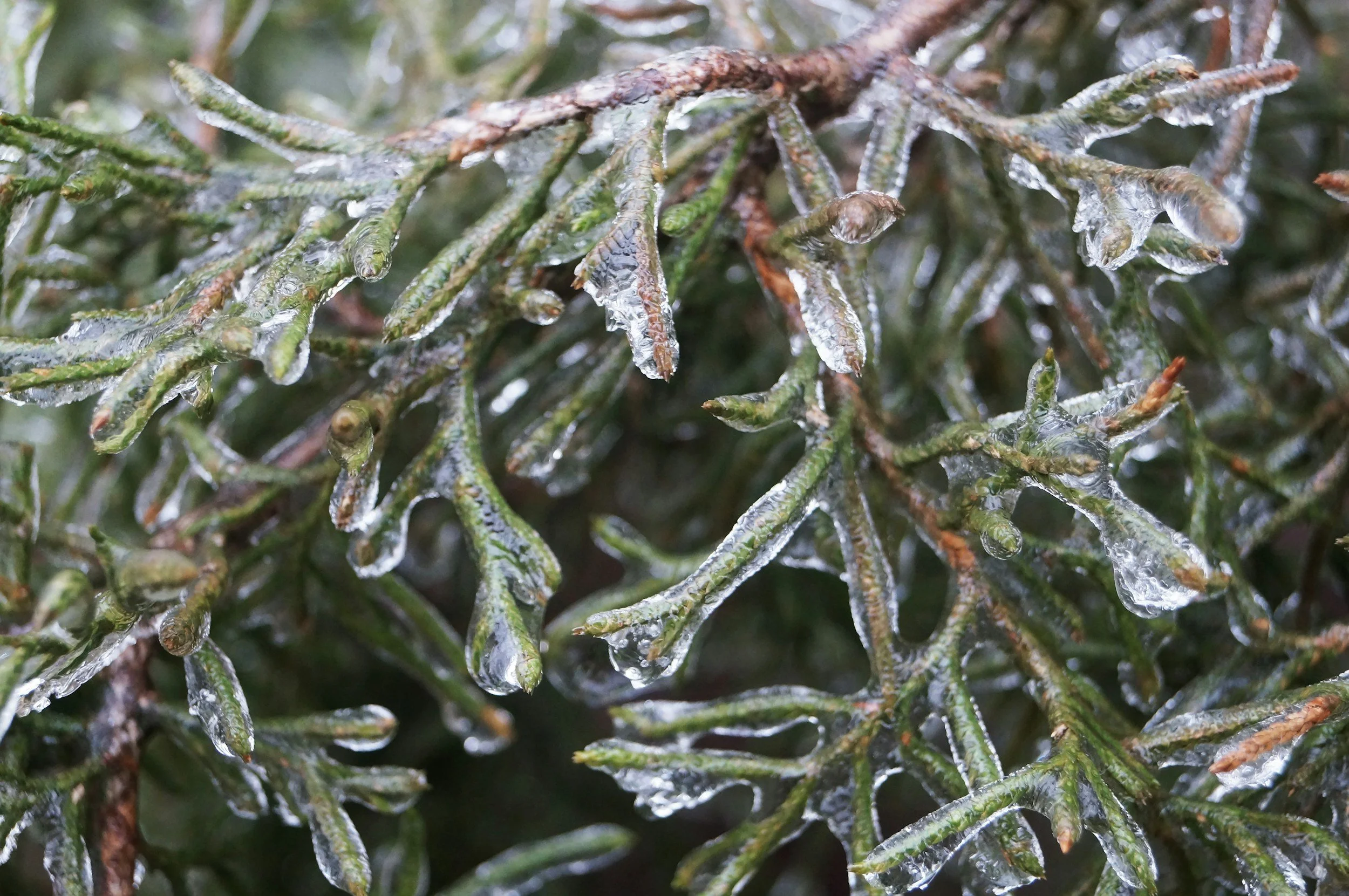 Winter Weather Update