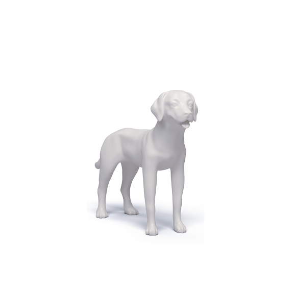 LABRADOR RETRIEVER ADULT