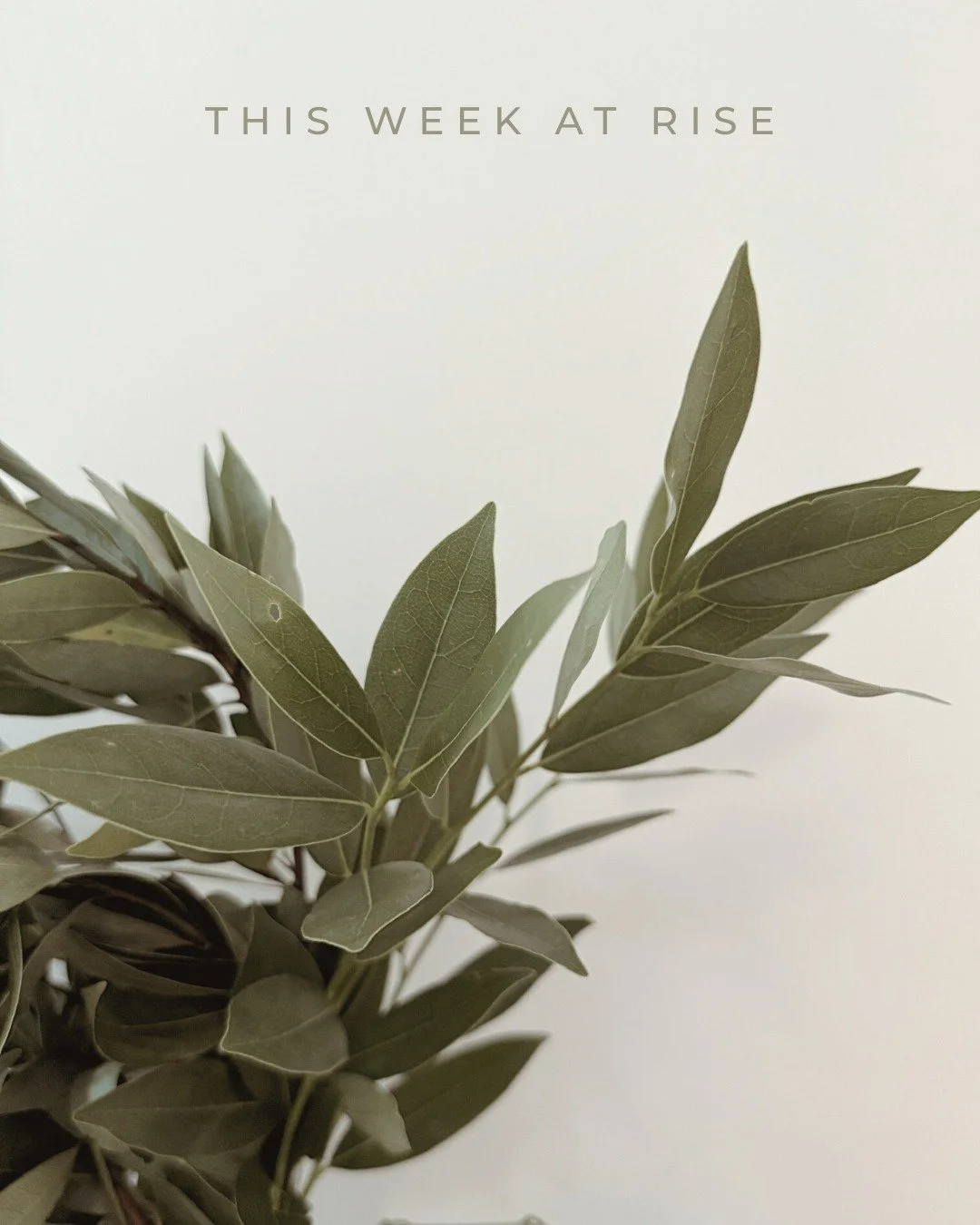 A season to slow down, soften, and notice what supports you.

Studio Schedule 11/17&ndash;11/23

Join us for classes and practices that help you unwind stress, reconnect with your breath, and anchor into a little more ease as we move toward the holid