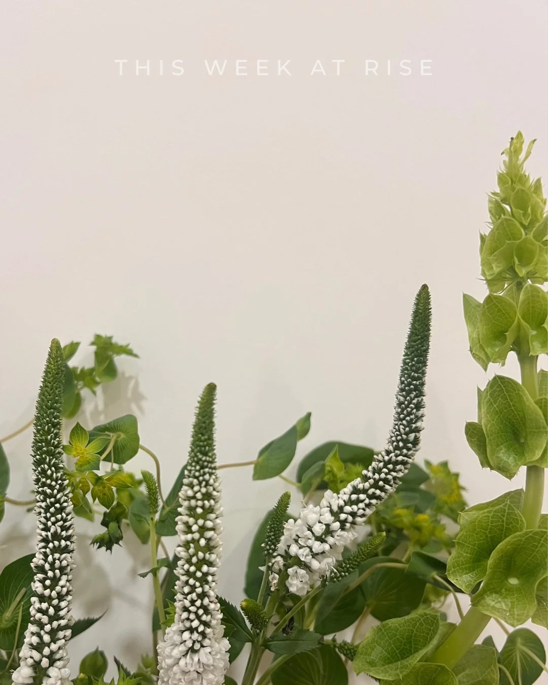 A new week at Rise 
Your space to move, reset, and come back to yourself.

We&rsquo;re just past the halfway point in Root to Rise, and watching this group show up for themselves each week has been so inspiring. The consistency, the effort, the willi