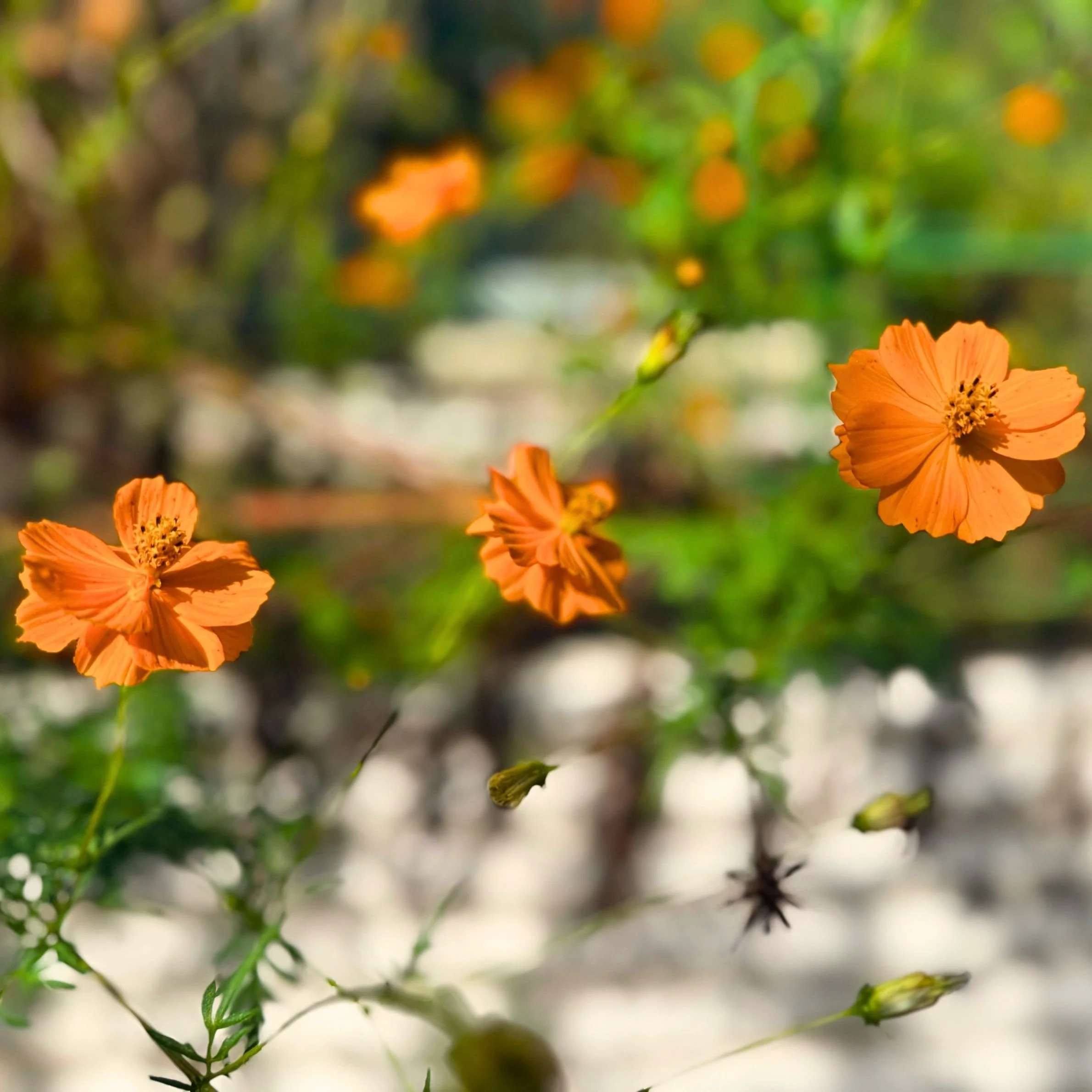 Natural Medicine for Healing