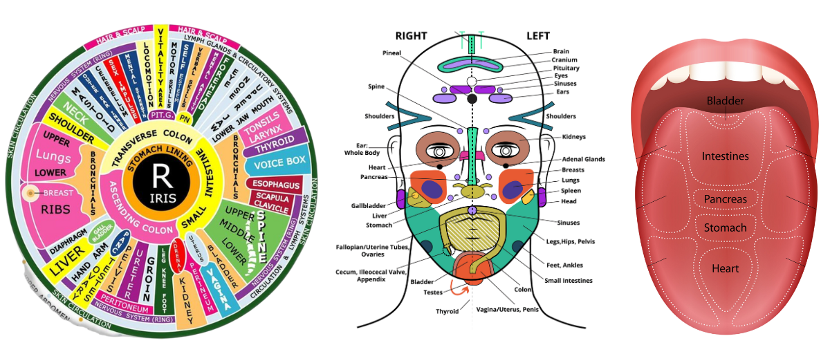 Diagram of the human tongue with labeled sections for different taste zones, a detailed innervation chart of the tongue showing nerves and their branching, and an illustration of the internal organs of the digestive system within the human body.