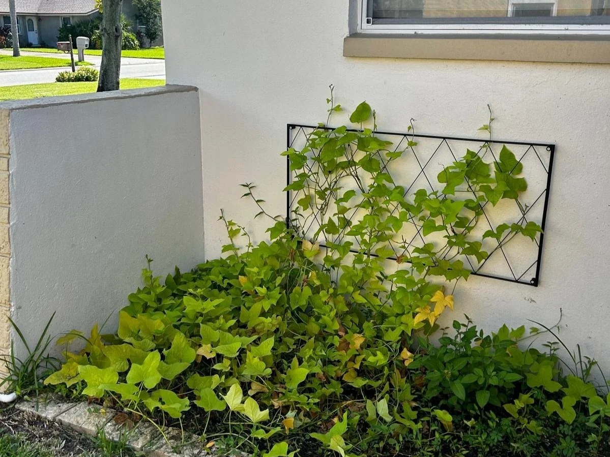 WhatsApp Image 2024-08-21 at 15.55.35.jpg